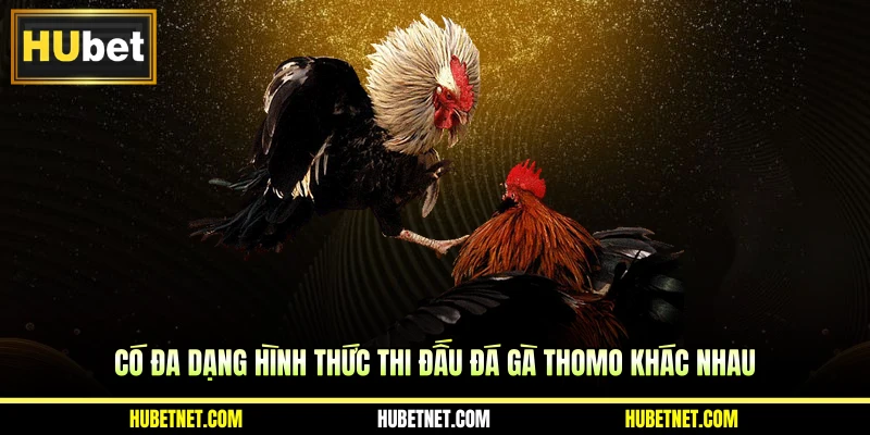 Có đa dạng hình thức thi đấu đá gà Thomo khác nhau