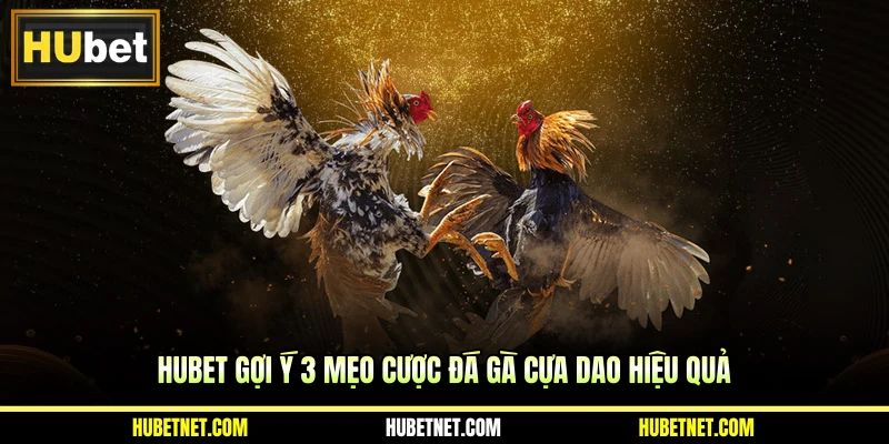 HUBET gợi ý 3 mẹo cược đá gà cựa dao hiệu quả