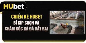 Chiến Kê Hubet - Bí Kíp Chọn Và Chăm Sóc Gà Đá Bất Bại