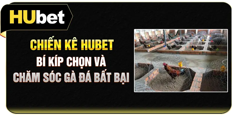 Chiến Kê Hubet - Bí Kíp Chọn Và Chăm Sóc Gà Đá Bất Bại
