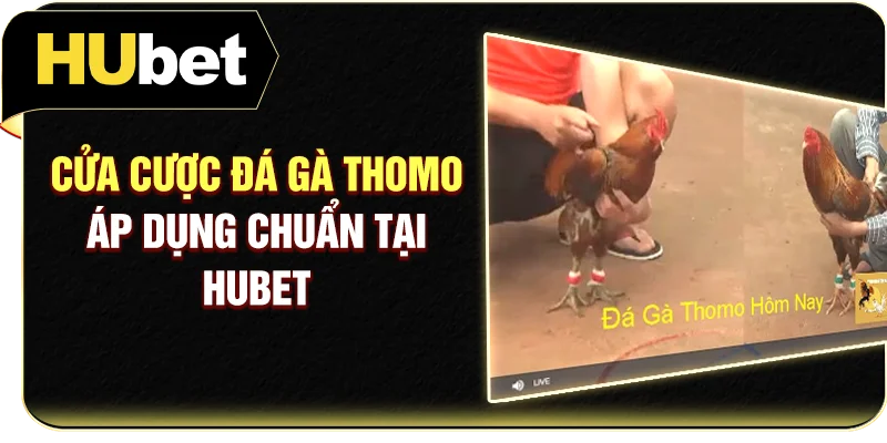Cửa cược đá gà Thomo áp dụng chuẩn tại Hubet