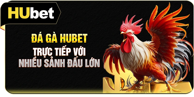 Đá gà Hubet trực tiếp với nhiều sảnh đấu lớn
