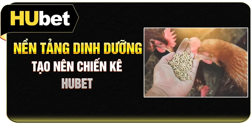 Nền tảng dinh dưỡng tạo nên chiến kê Hubet