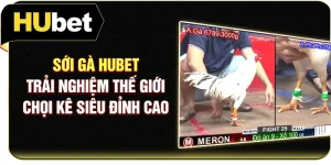 Sới Gà Hubet - Trải Nghiệm Thế Giới Chọi Kê Siêu Đỉnh Cao
