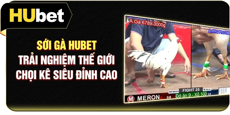 Sới Gà Hubet - Trải Nghiệm Thế Giới Chọi Kê Siêu Đỉnh Cao