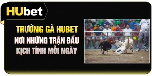 Trường Gà Hubet - Nơi Những Trận Đấu Kịch Tính Mỗi Ngày