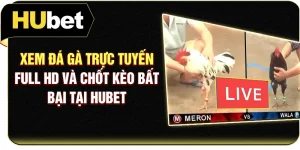 Xem Đá Gà Trực Tuyến Full HD Và Chốt Kèo Bất Bại Tại Hubet